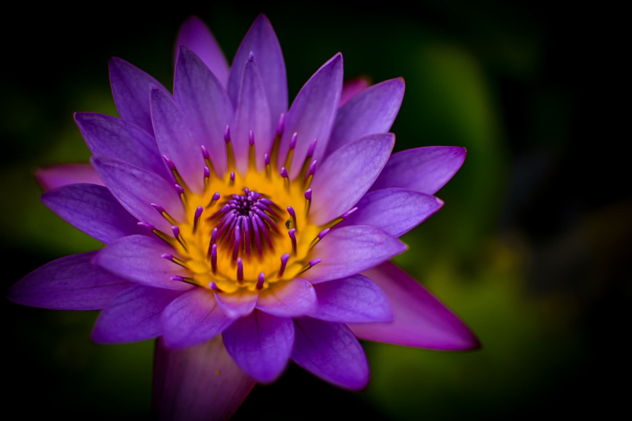Purple Lotus Bloom