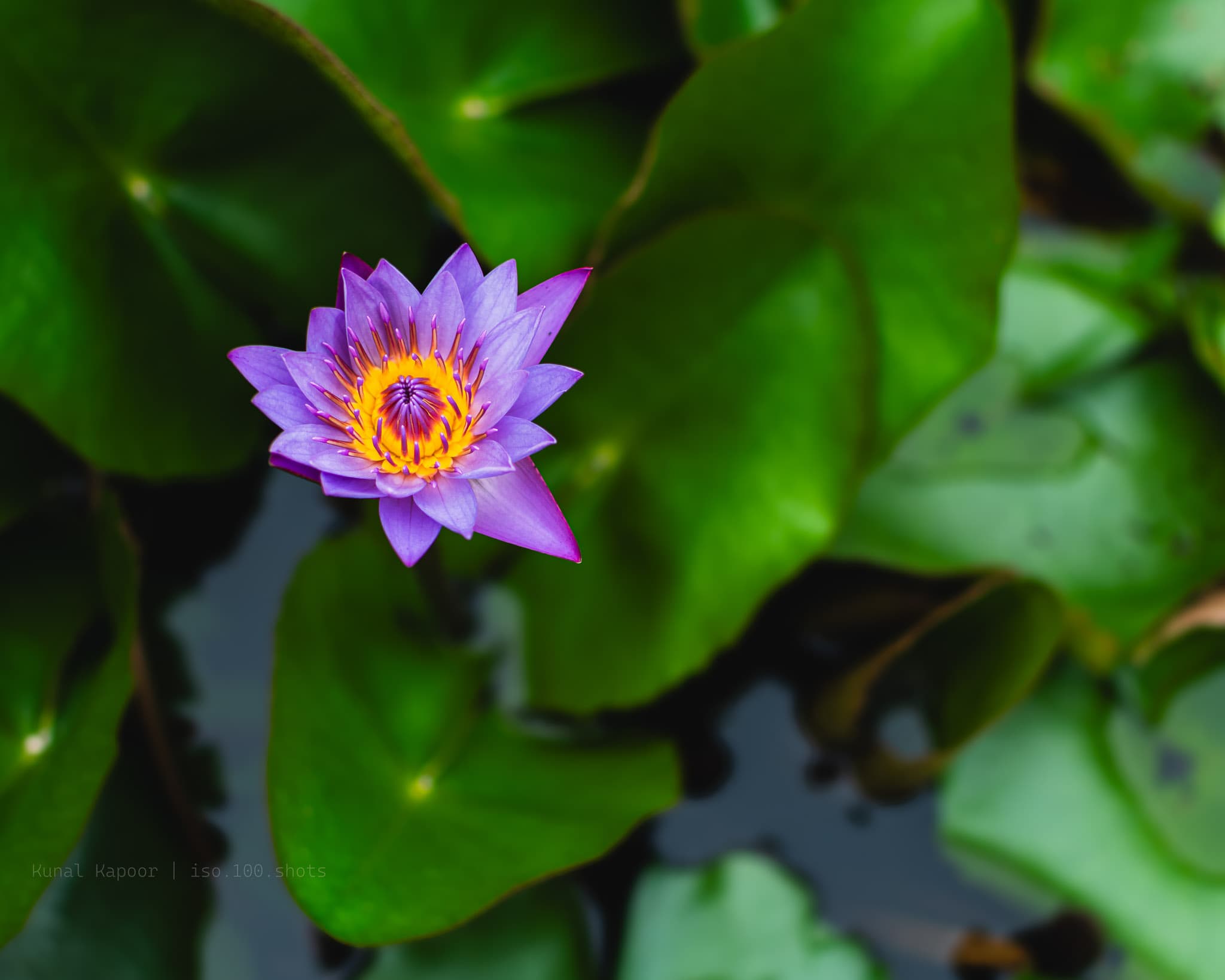 Purple Lotus Closeup
