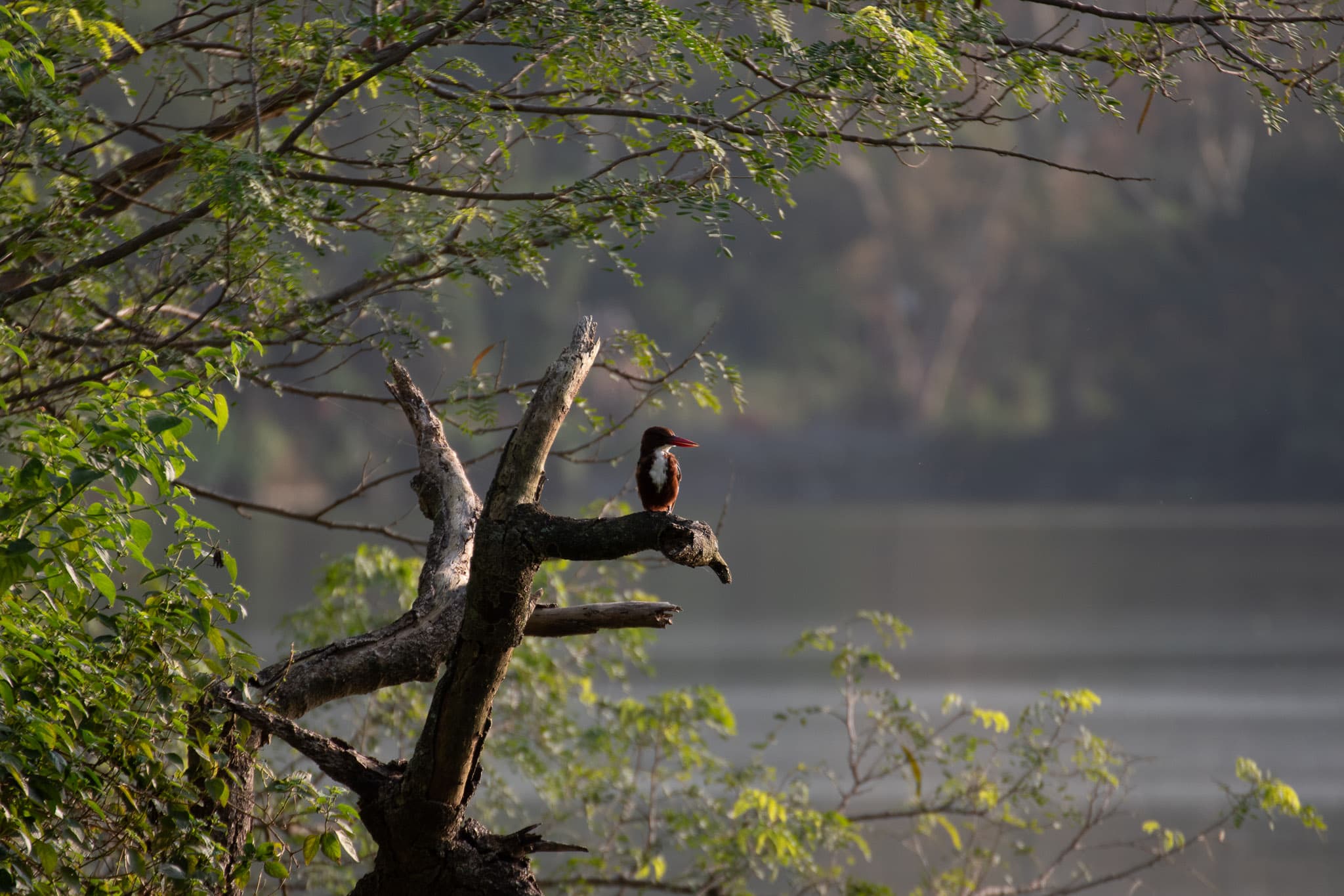 White Throated Kingfisher