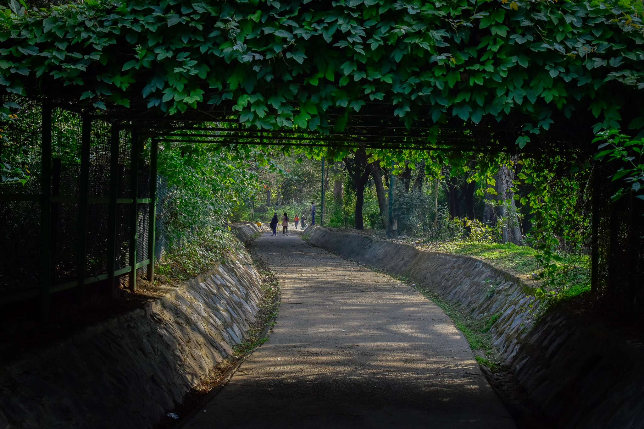 Green canopy walkway surrounded by dense leaves and natural light.
